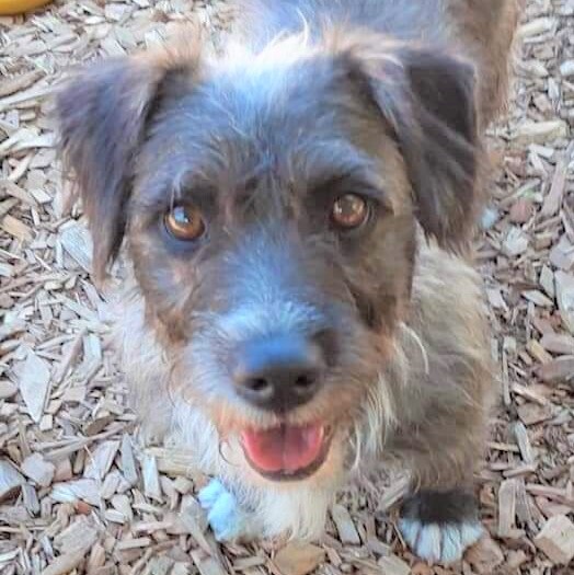 Martha, an adoptable Terrier in Long Beach, WA, 98640 | Photo Image 4