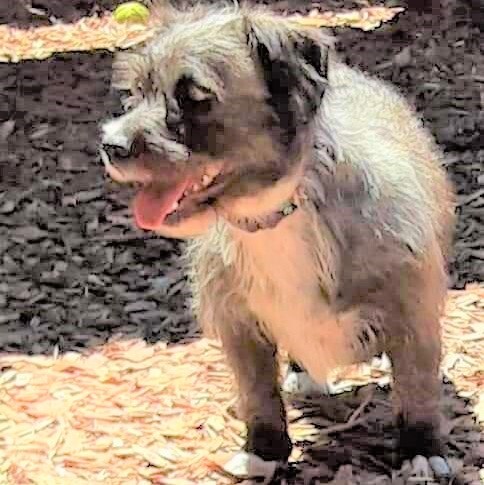 Martha, an adoptable Terrier in Long Beach, WA, 98640 | Photo Image 5