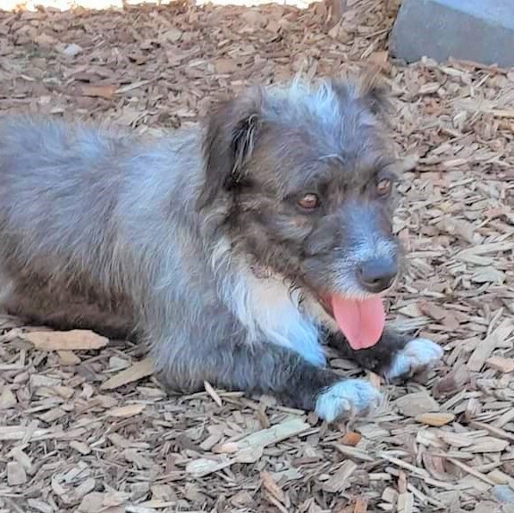 Martha, an adoptable Terrier in Long Beach, WA, 98640 | Photo Image 6