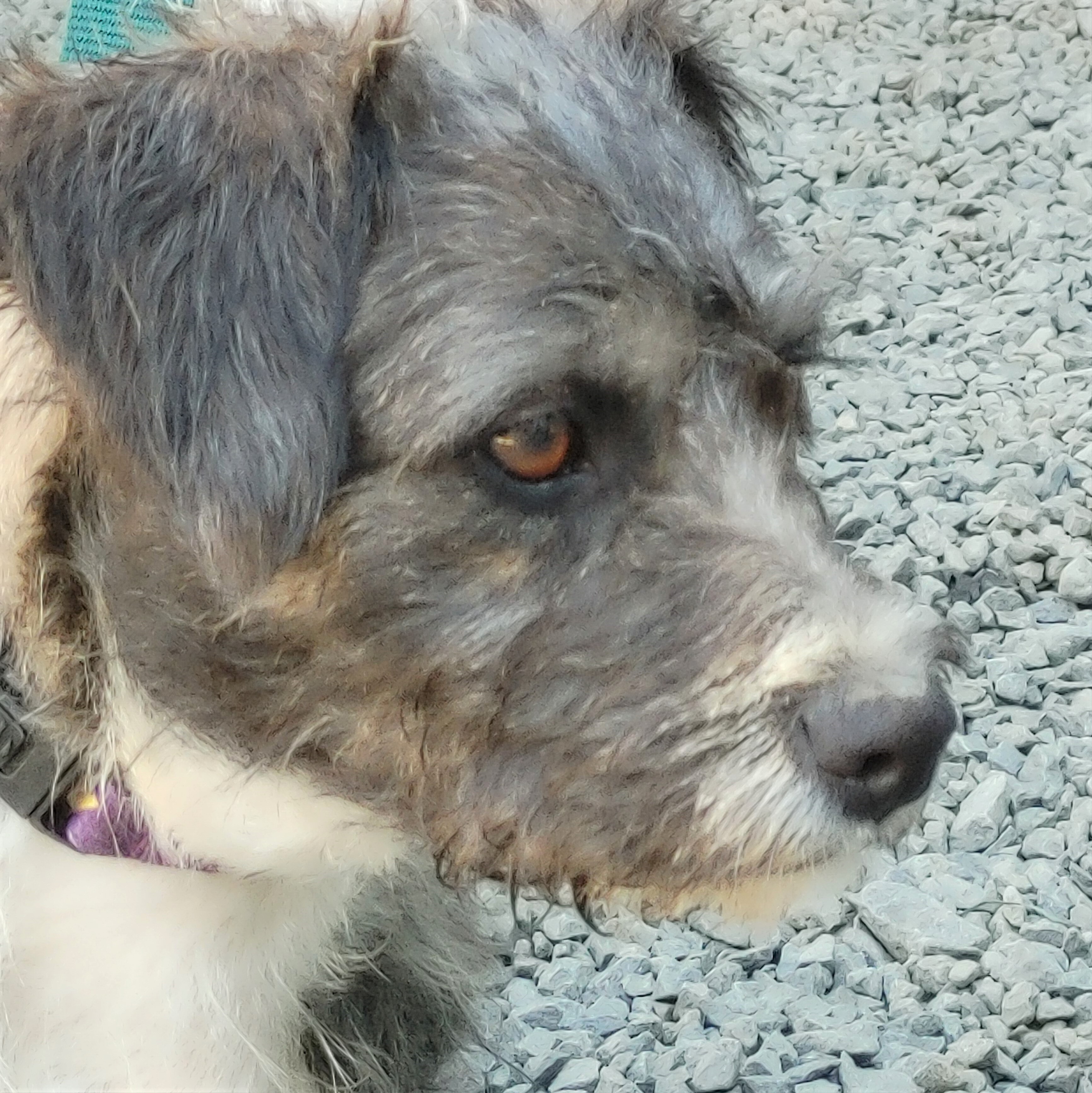 Martha, an adoptable Terrier in Long Beach, WA, 98640 | Photo Image 7