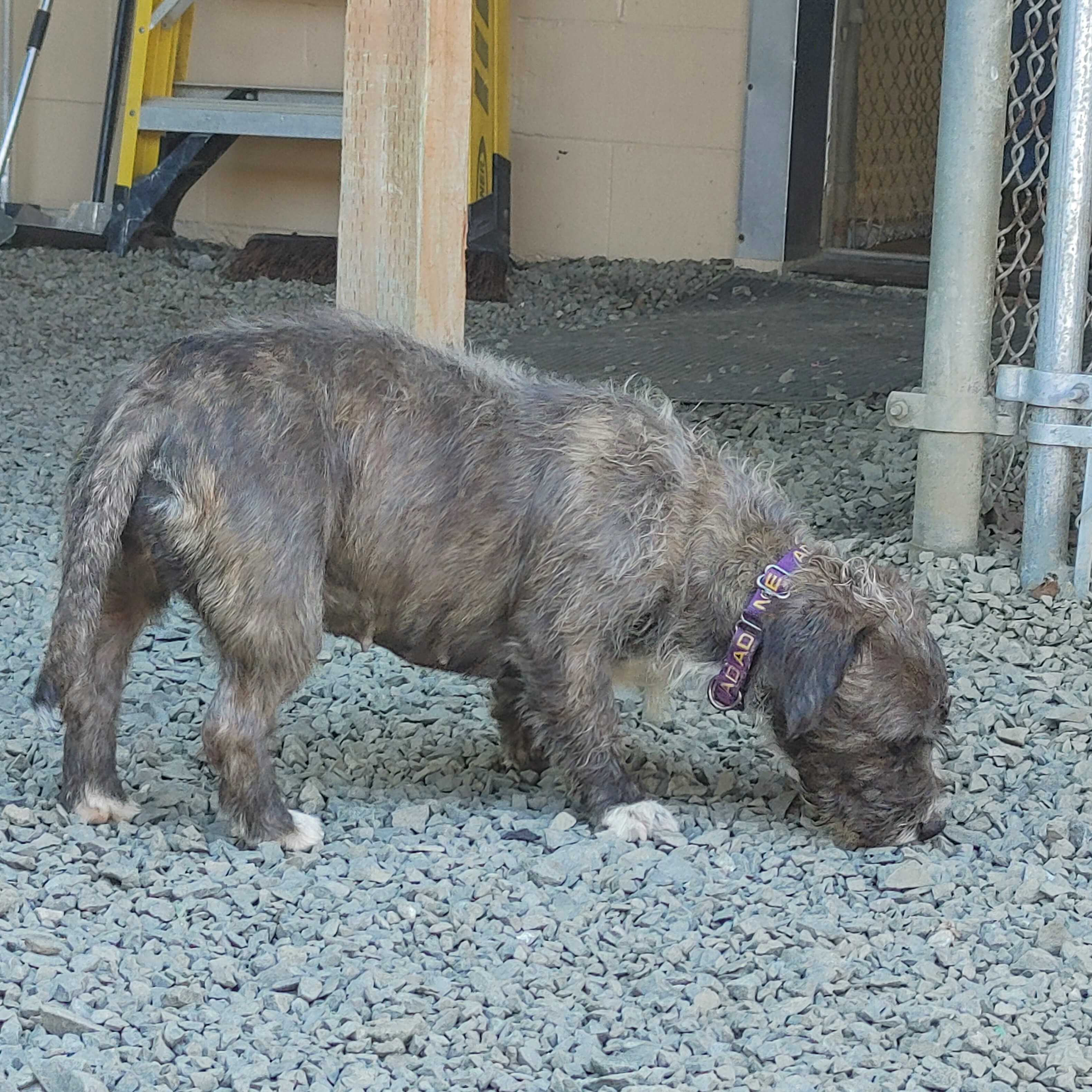 Martha, an adoptable Terrier in Long Beach, WA, 98640 | Photo Image 8