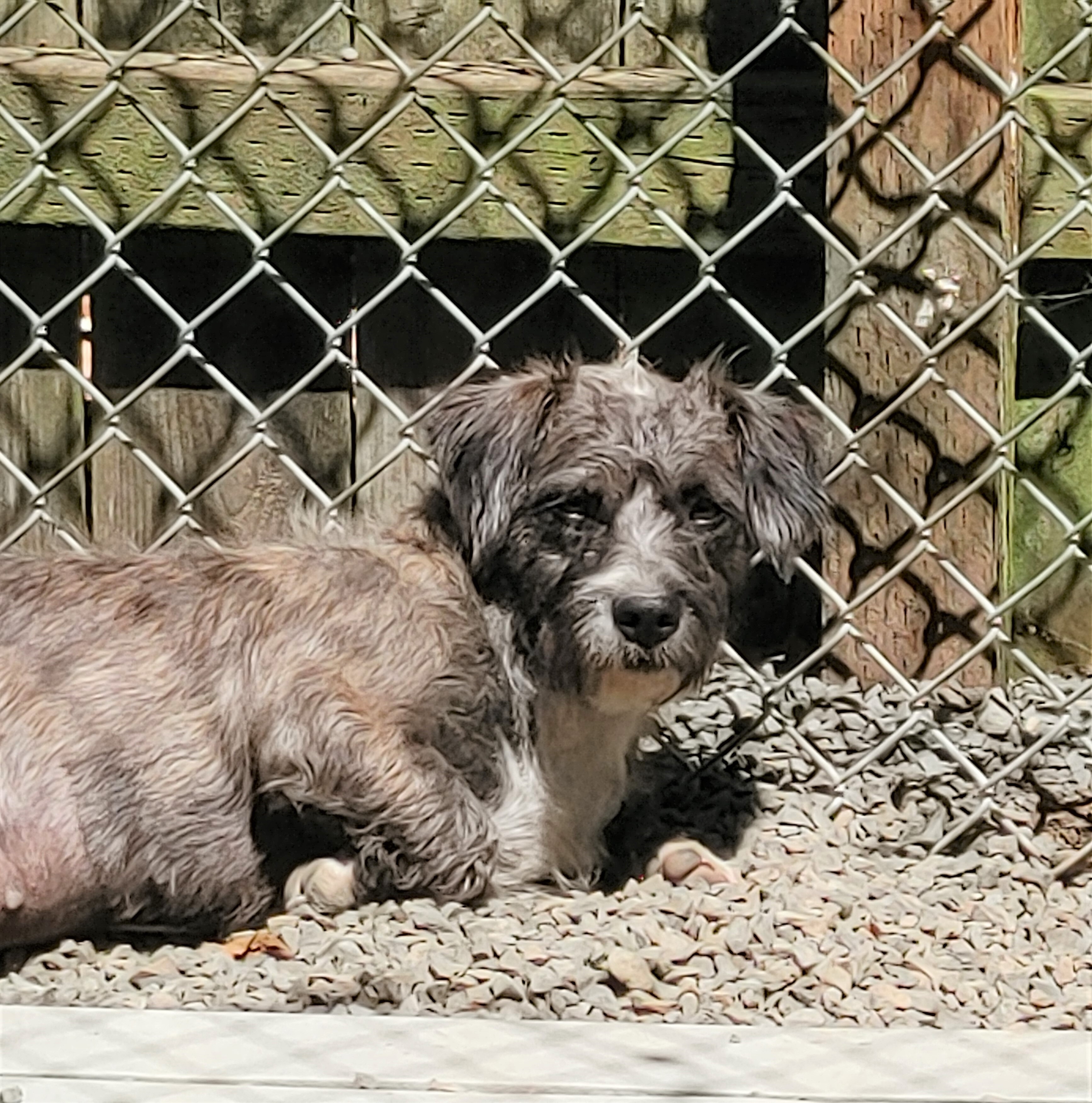 Martha, an adoptable Terrier in Long Beach, WA, 98640 | Photo Image 9