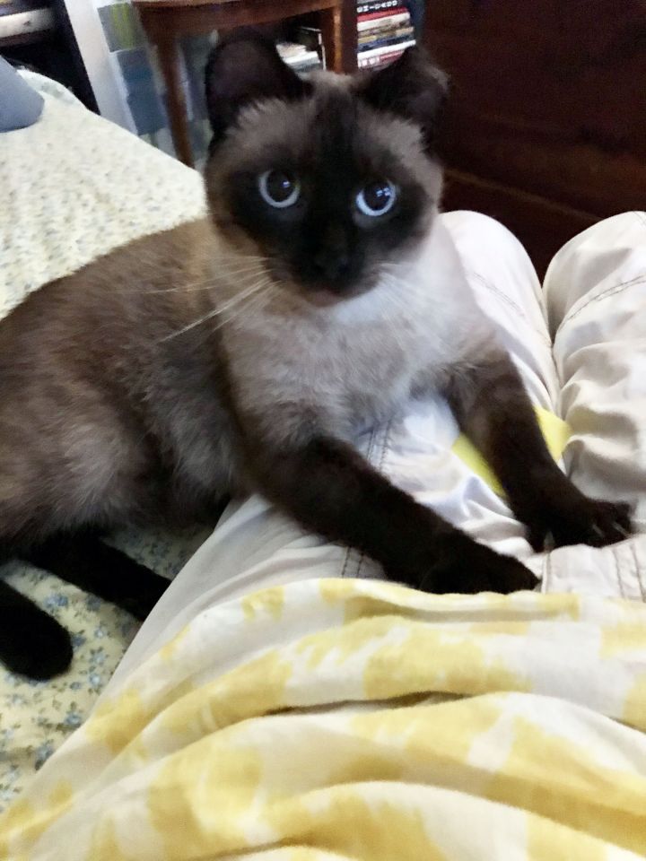 Cat for adoption Addie, a Siamese in Chicago, IL Petfinder