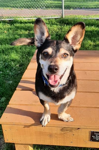 Henry, an adoptable Corgi in Lockport, NY, 14094 | Photo Image 1