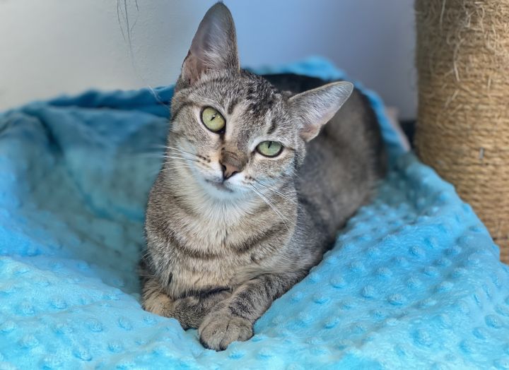 Tipsy, an adoptable Tabby in Pierre, SD_image-2