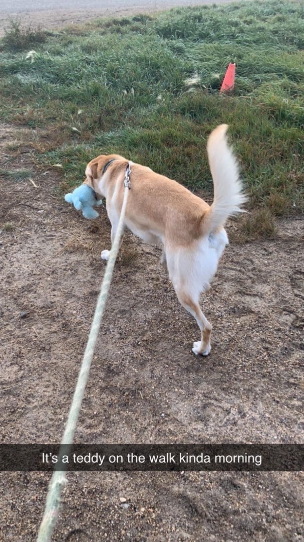 Toffee, an adoptable Yellow Labrador Retriever in Humboldt , SK, S0K 2A0 | Photo Image 2