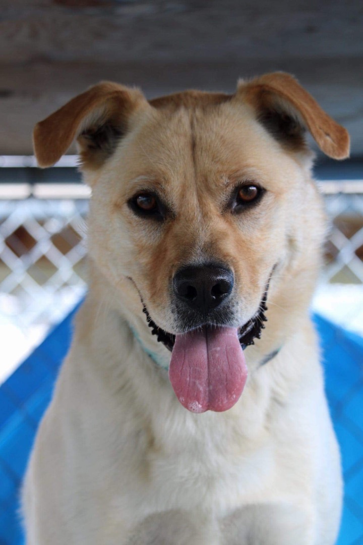 Toffee, an adoptable Yellow Labrador Retriever in Humboldt , SK, S0K 2A0 | Photo Image 1