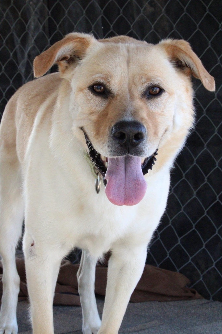Toffee, an adoptable Yellow Labrador Retriever in Humboldt , SK, S0K 2A0 | Photo Image 3