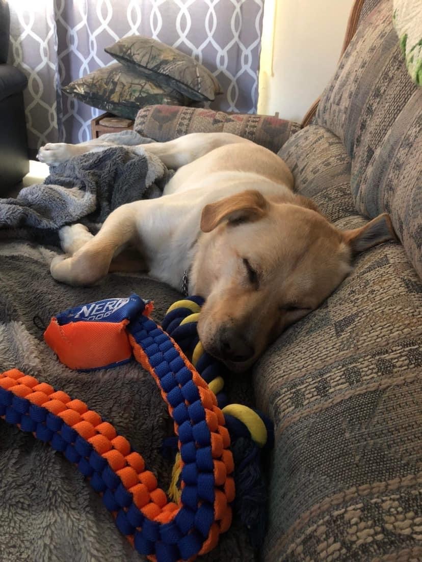 Toffee, an adoptable Yellow Labrador Retriever in Humboldt , SK, S0K 2A0 | Photo Image 4