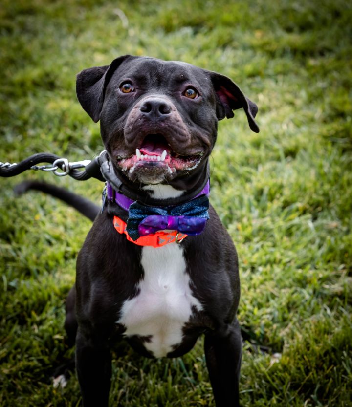 Dog for adoption - Gypsy, a Boxer & Pit Bull Terrier Mix in Pueblo, CO ...