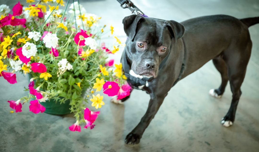 Gypsy, an adoptable Boxer, Pit Bull Terrier in Pueblo, CO, 81001 | Photo Image 1