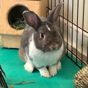 Adopt – Eastern Shore Rabbit Rescue and Education Center