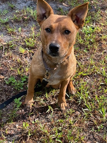 Poppy, an adoptable Black Mouth Cur & Carolina Dog Mix in Saint Augustine, FL_image-2