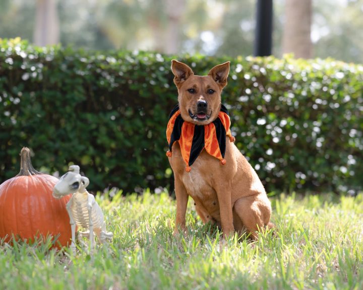 Poppy, an adoptable Black Mouth Cur & Carolina Dog Mix in Saint Augustine, FL_image-1