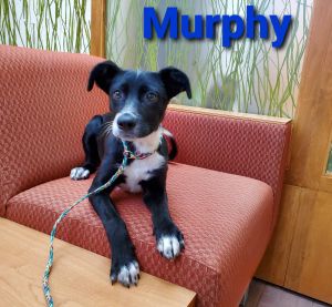 Murphy