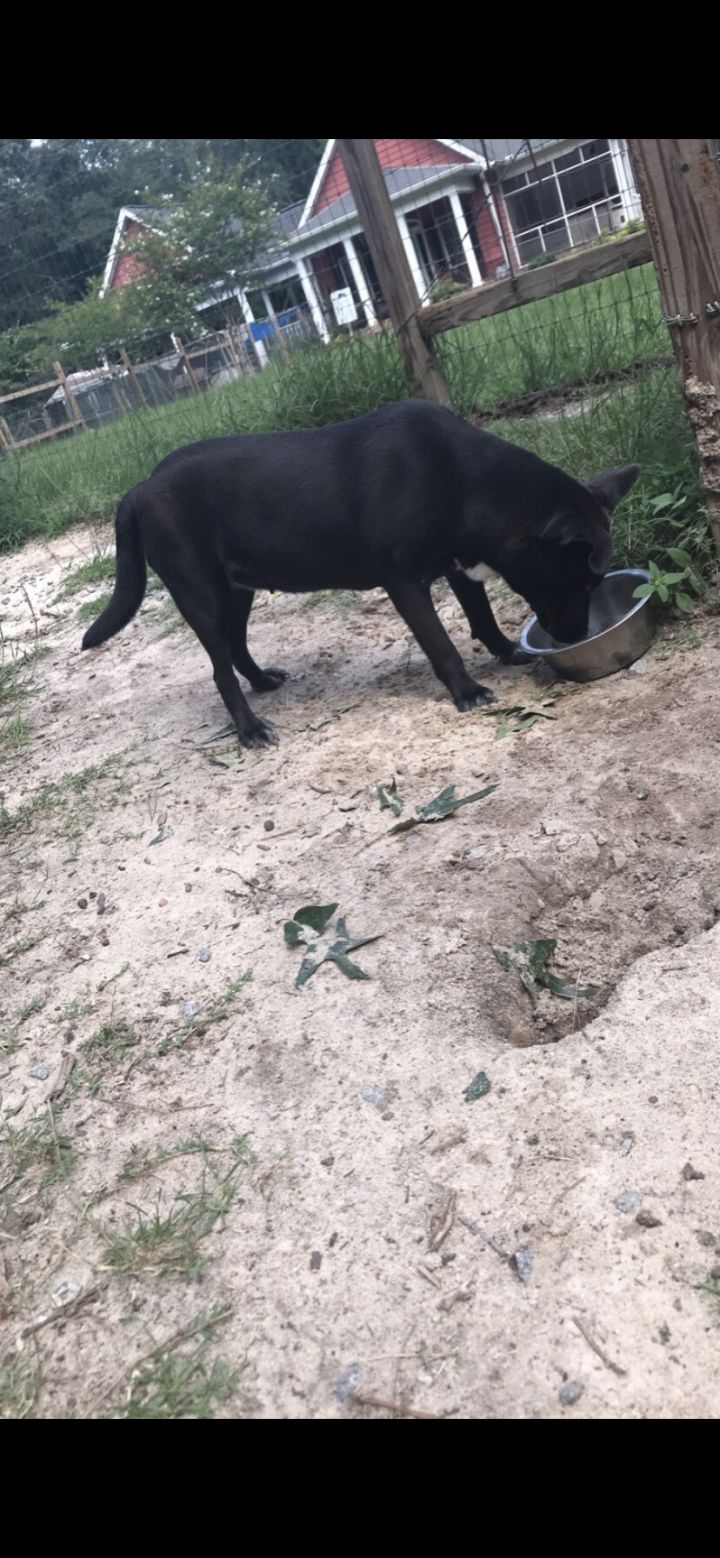 Ringo, an adopted Labrador Retriever & Chow Chow Mix in Orangeburg, SC_image-3