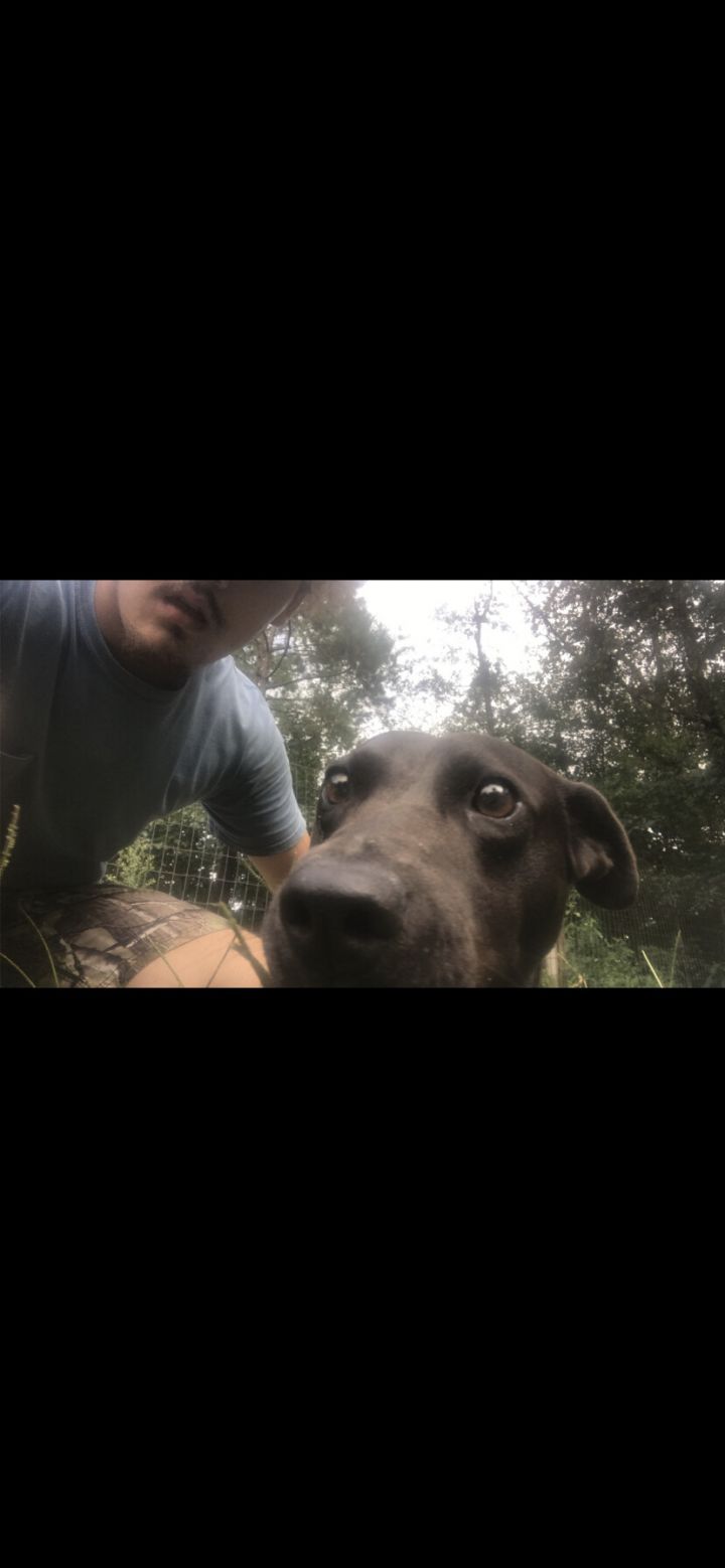 Ringo, an adopted Labrador Retriever & Chow Chow Mix in Orangeburg, SC_image-1