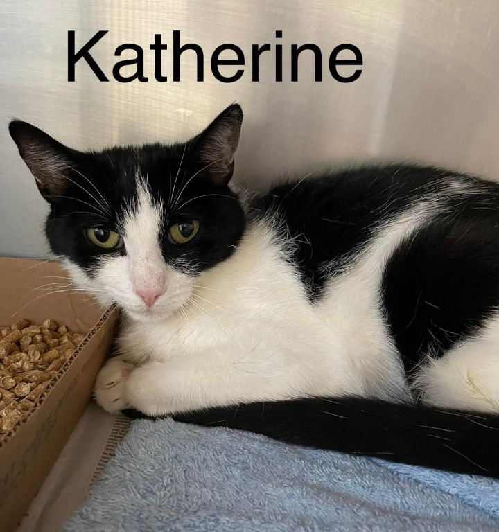 Katherine, an adopted Domestic Short Hair Mix in Bridgewater, NJ_image-2