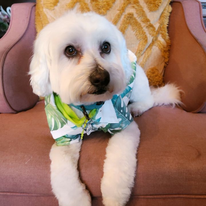 Bob, an adopted Poodle & Maltese Mix in Covina, CA_image-2