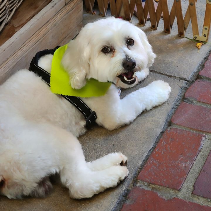 Bob, an adopted Poodle & Maltese Mix in Covina, CA_image-4