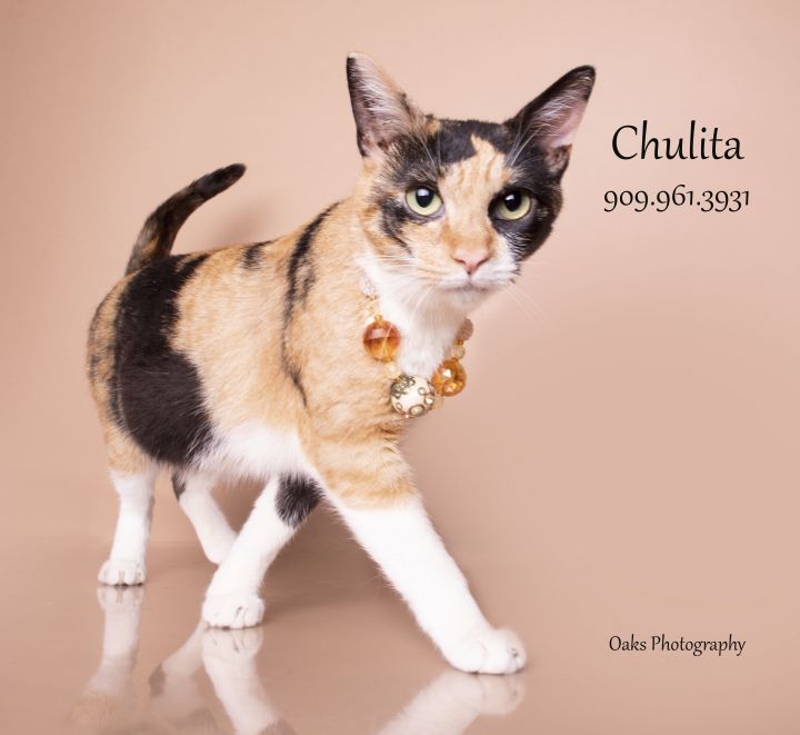 Chulita 1