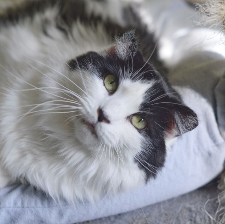 Sophie, an adoptable Domestic Long Hair in Medford, NY_image-4
