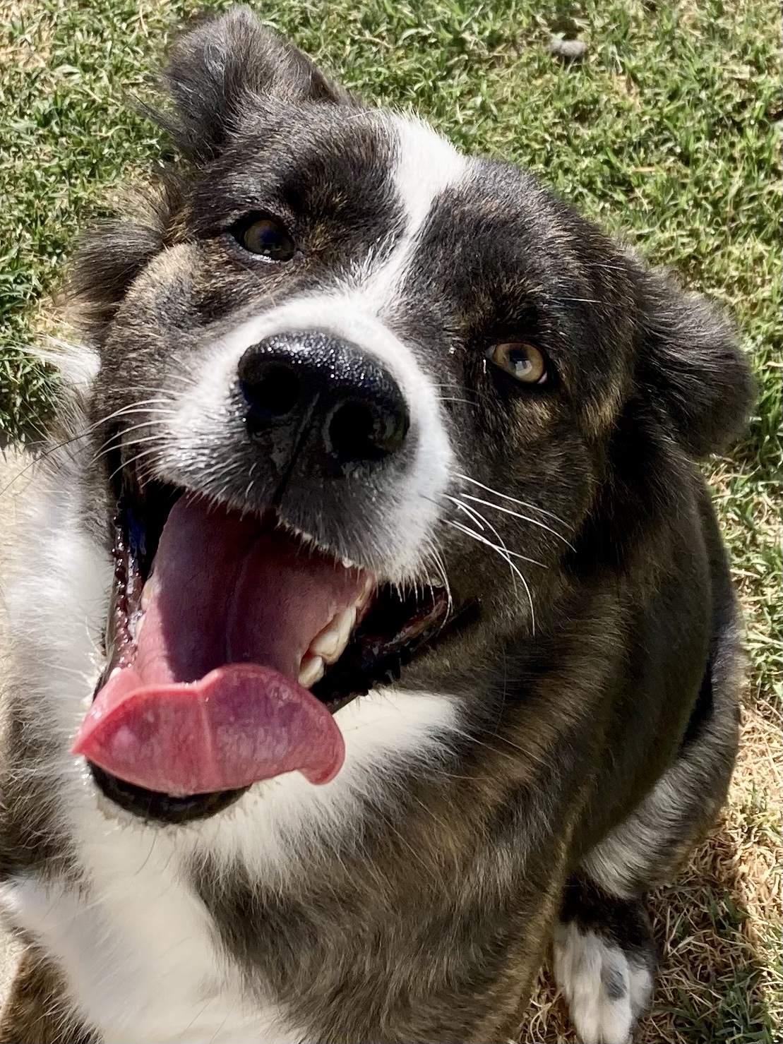 Mona, an adoptable Border Collie in Bakersfield, CA, 93301 | Photo Image 1