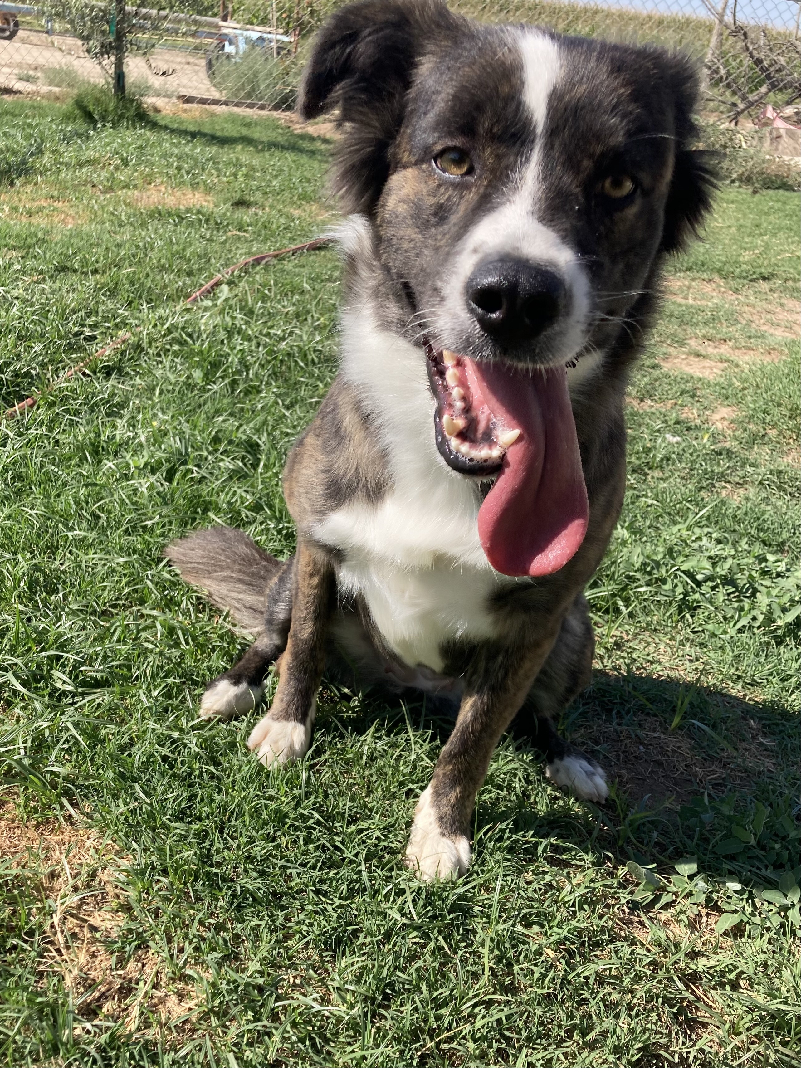 Mona, an adoptable Border Collie in Bakersfield, CA, 93301 | Photo Image 4