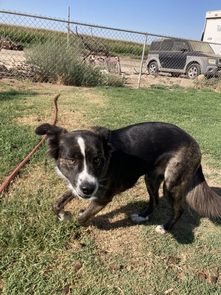 Mona, an adoptable Border Collie Mix in Bakersfield, CA_image-5