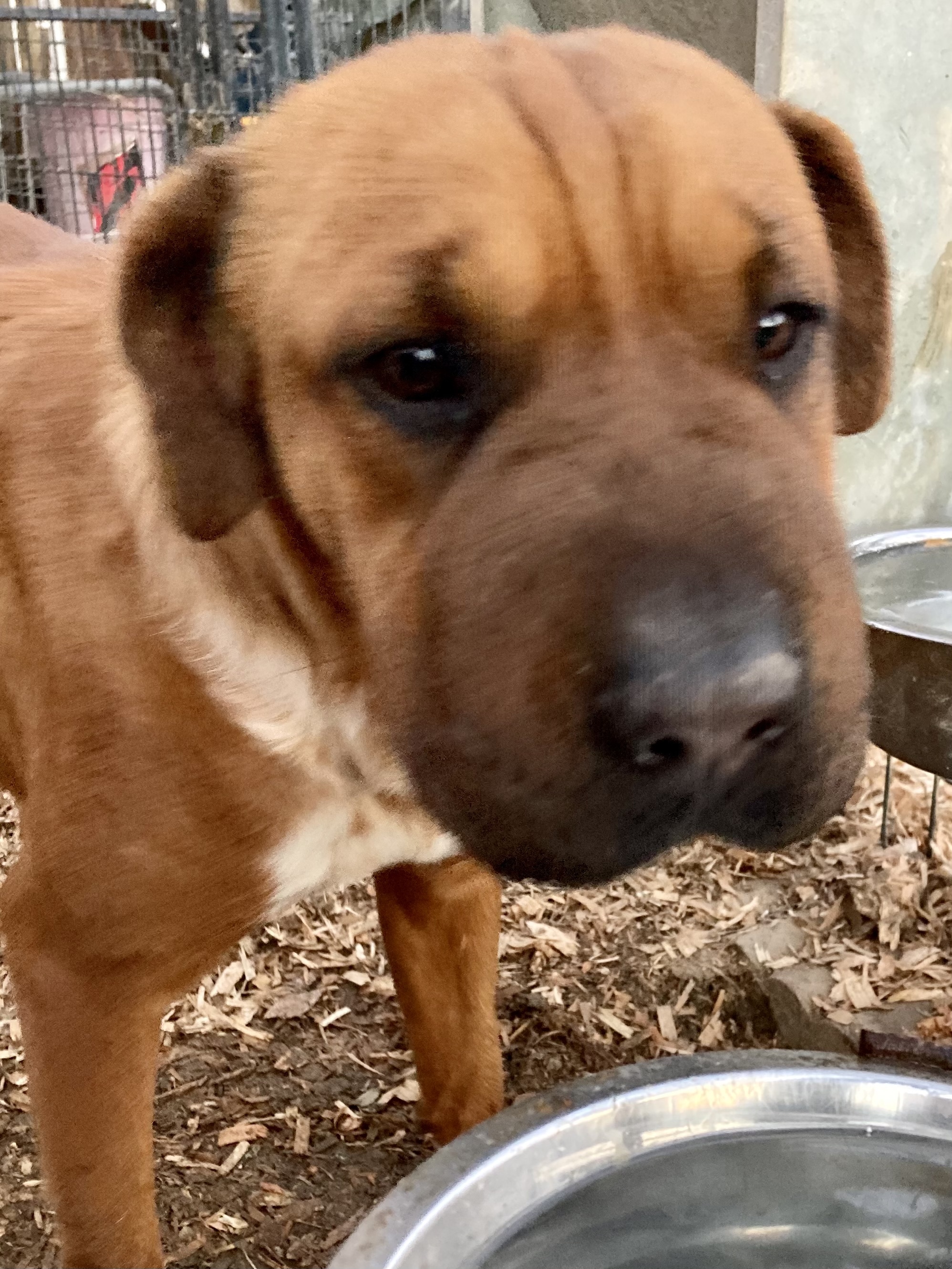 Dog for adoption Eddy, a Boxer & SharPei Mix in Bakersfield, CA Petfinder