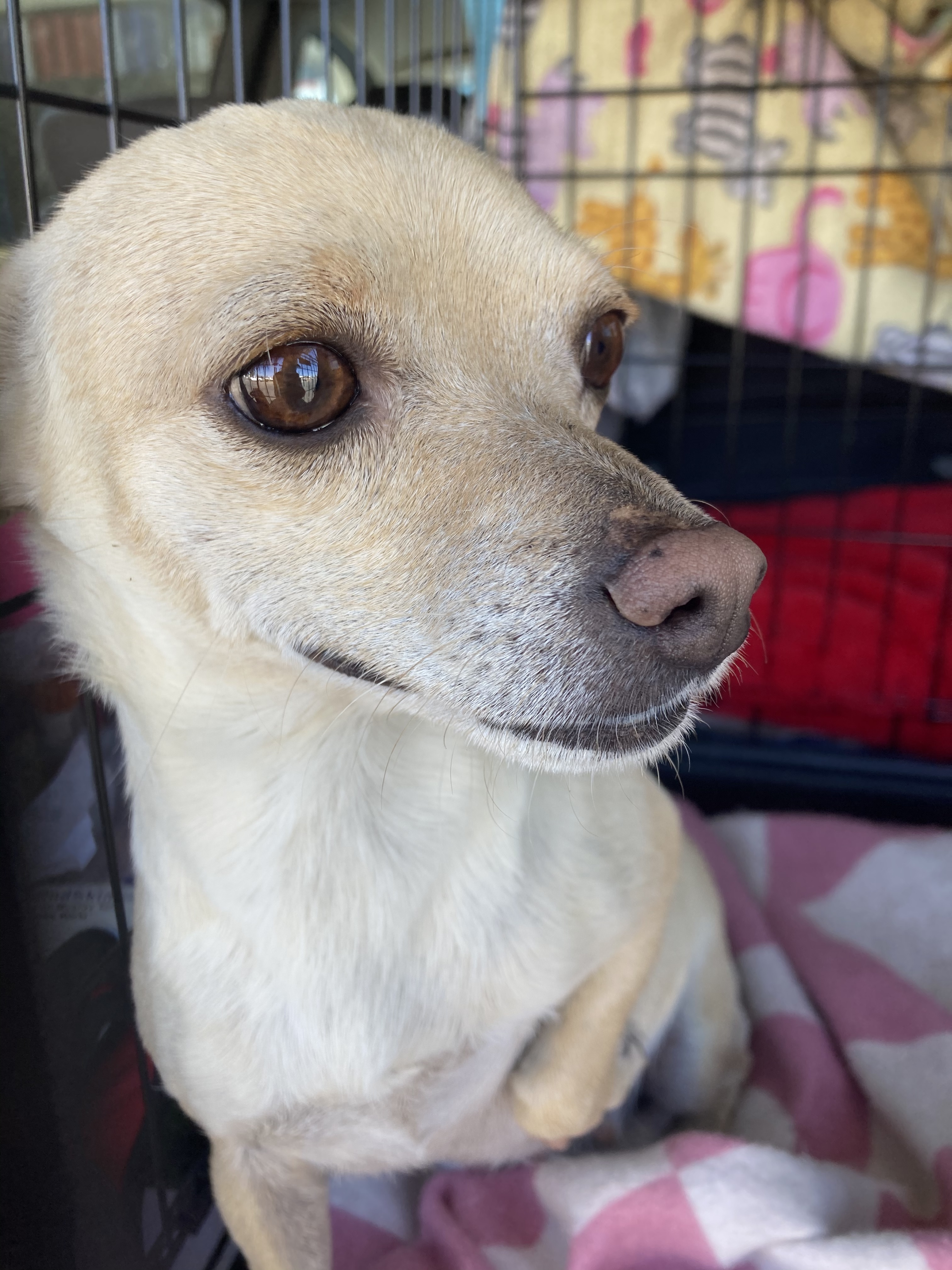 Franny, an adoptable Chihuahua, Chiweenie in Bakersfield, CA, 93301 | Photo Image 4