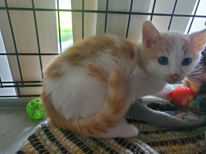 american shorthair white