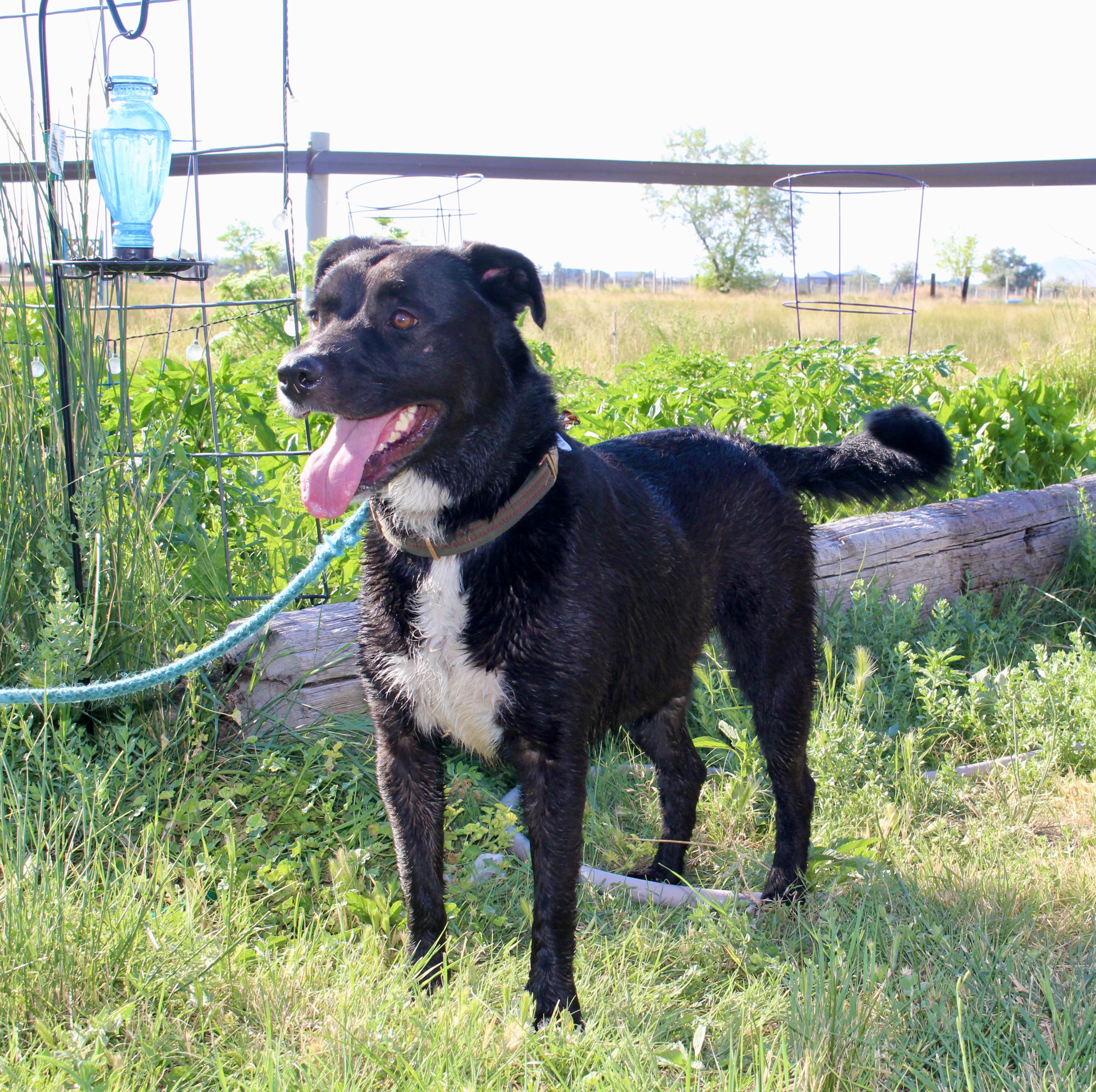 Moxie, an adoptable Labrador Retriever in Grantsville, UT, 84029 | Photo Image 1