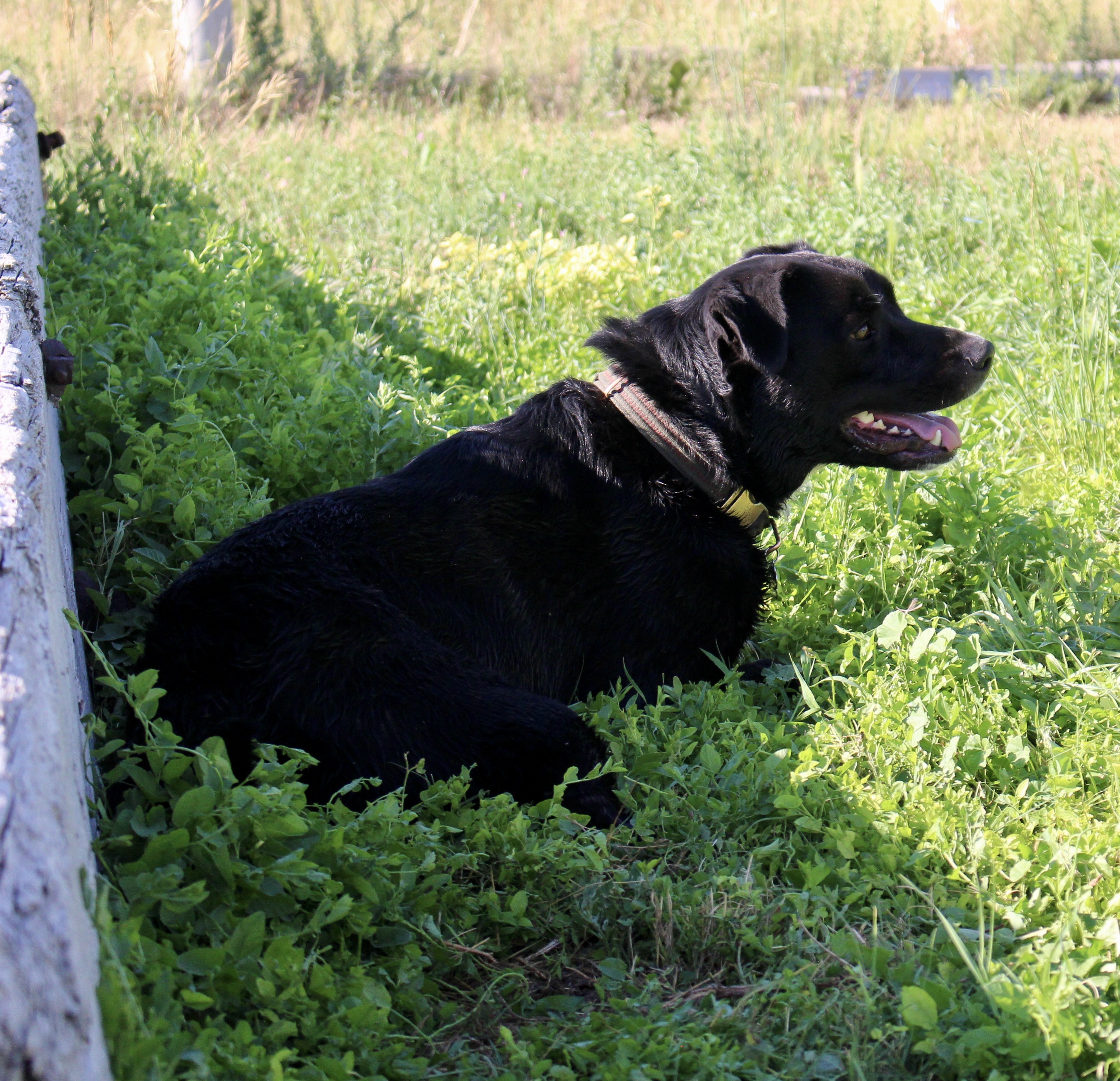 Moxie, an adoptable Labrador Retriever in Grantsville, UT, 84029 | Photo Image 2