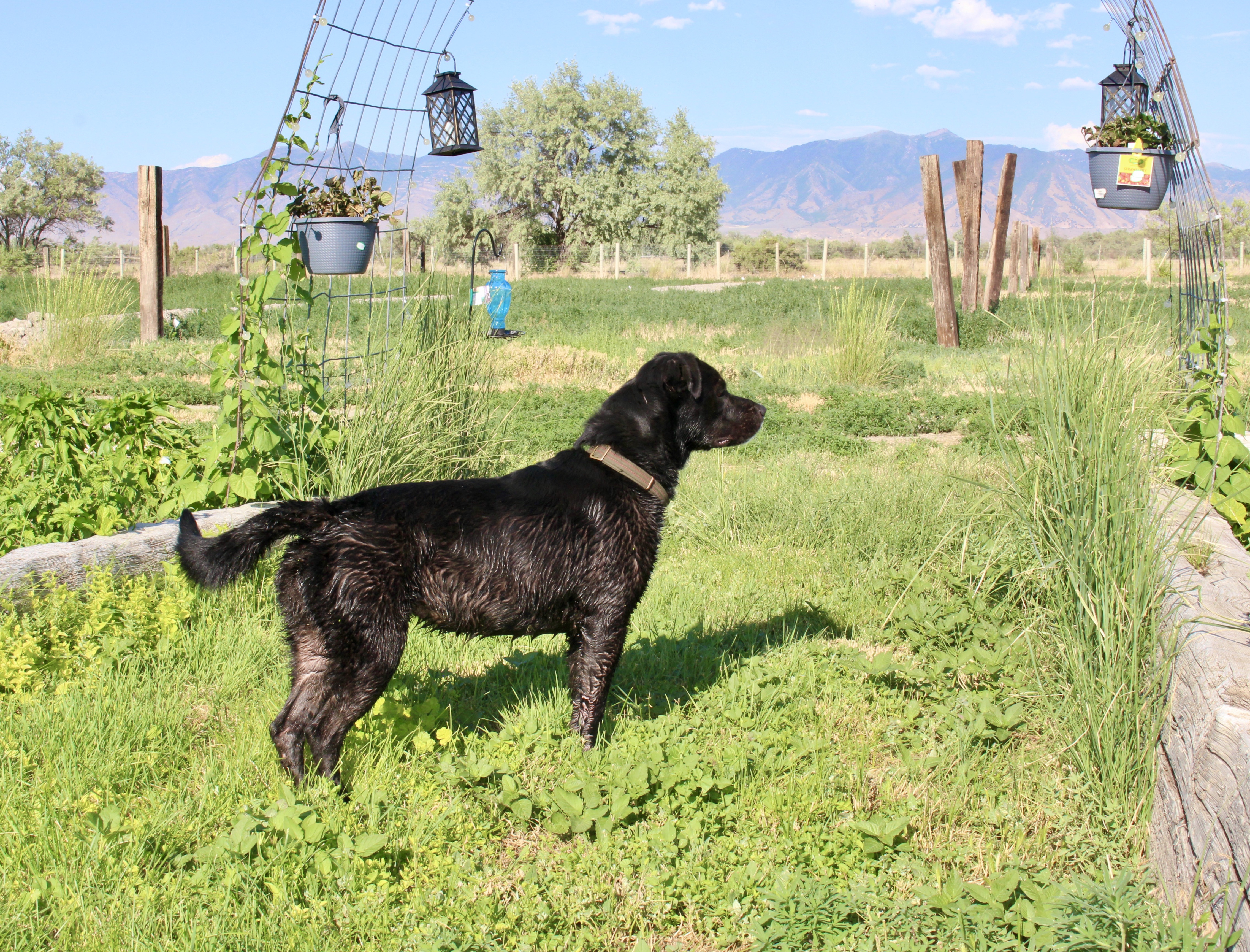 Moxie, an adoptable Labrador Retriever in Grantsville, UT, 84029 | Photo Image 3