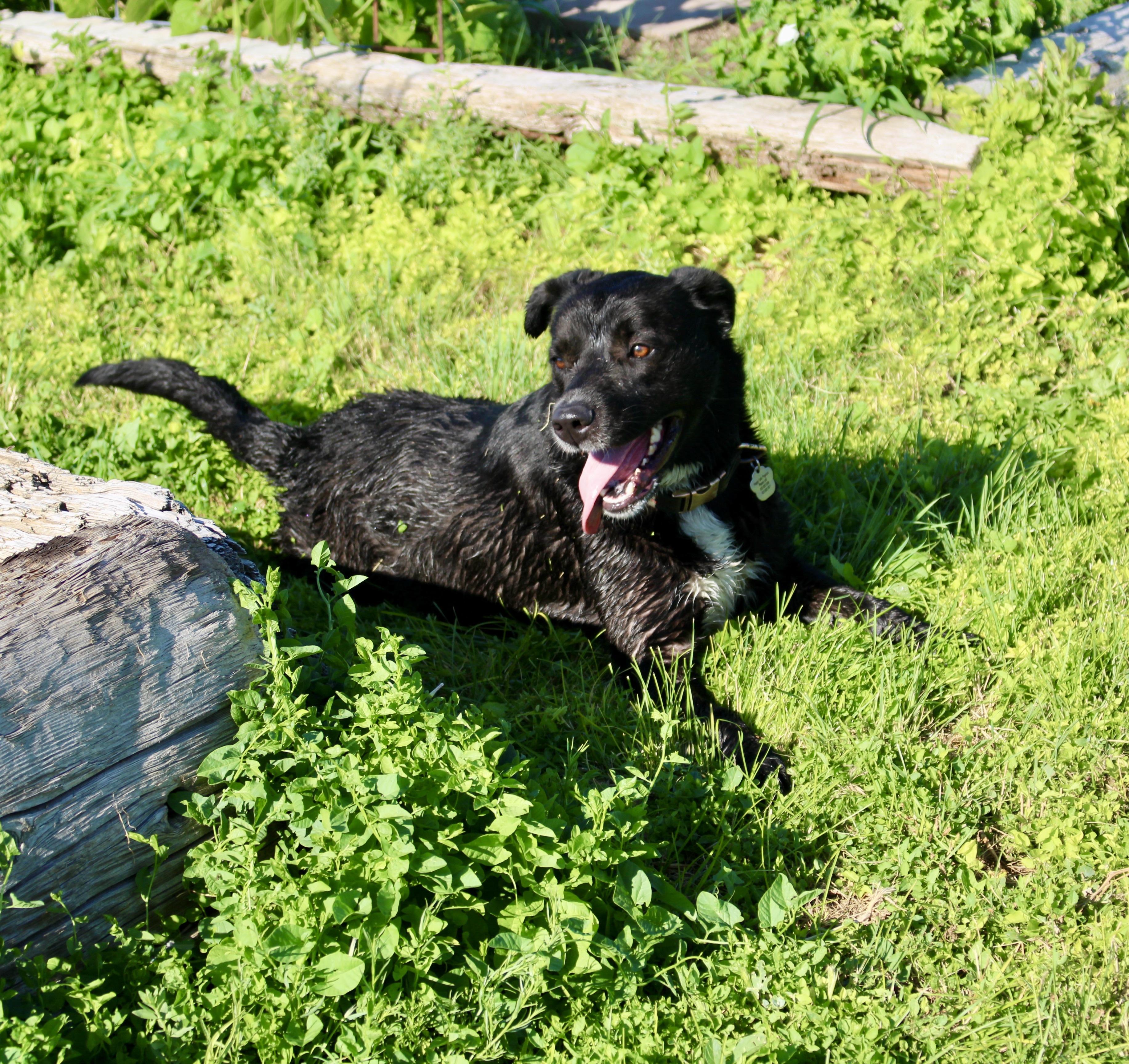 Moxie, an adoptable Labrador Retriever in Grantsville, UT, 84029 | Photo Image 4