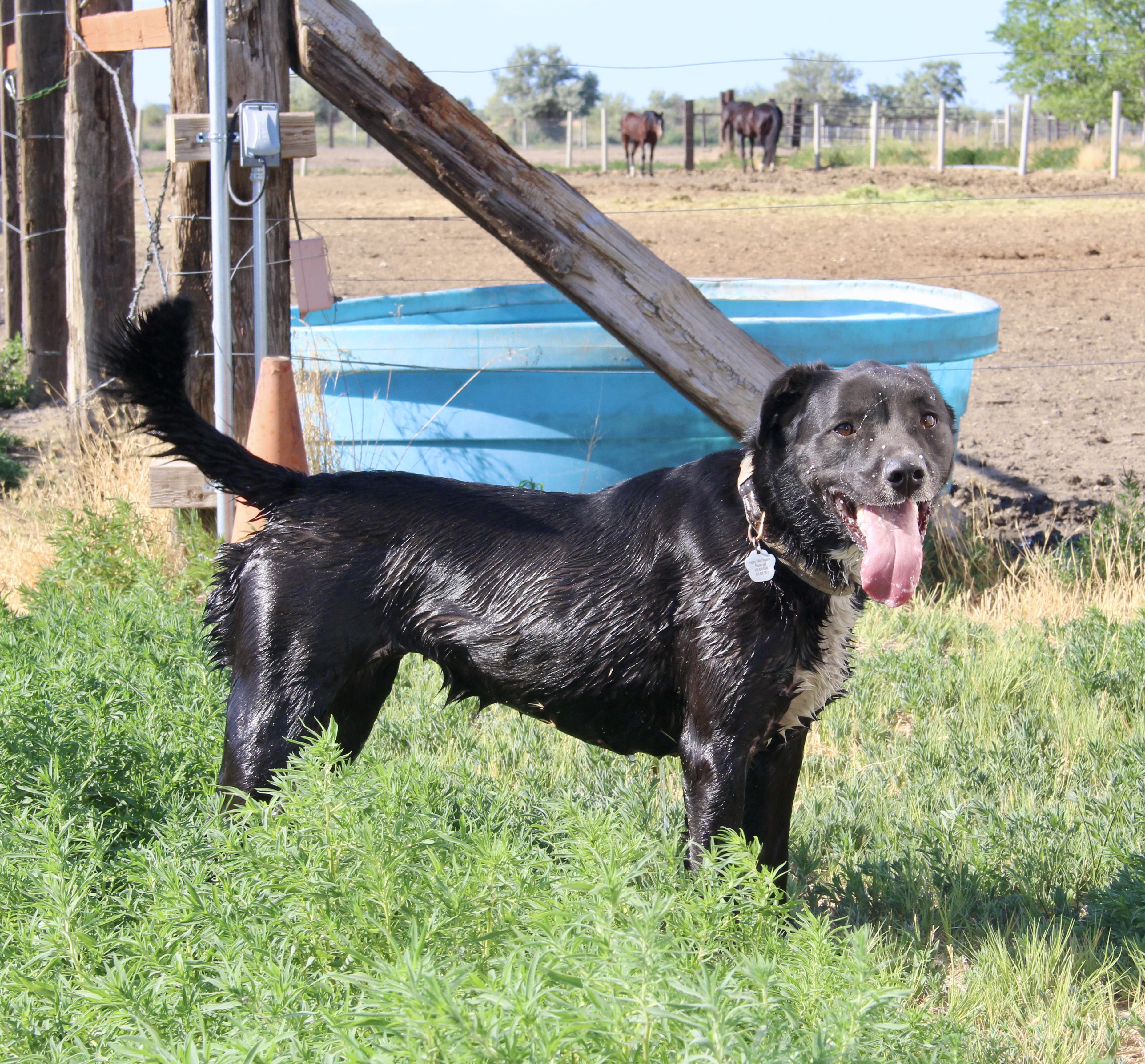 Moxie, an adoptable Labrador Retriever in Grantsville, UT, 84029 | Photo Image 6