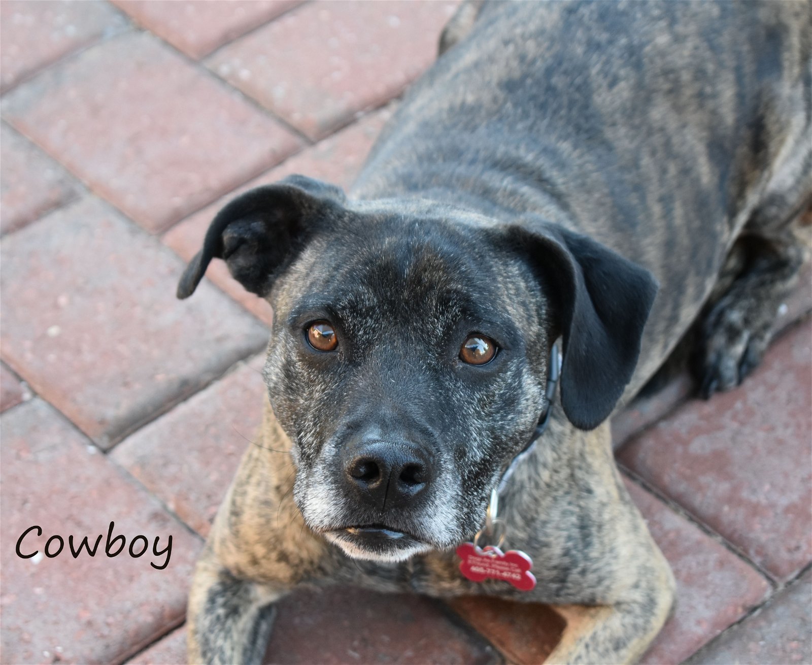 Cowboy, an adoptable Mountain Cur, Beagle in Oklahoma City, OK, 73151 | Photo Image 1