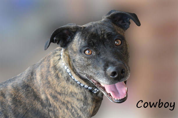 Cowboy, an adoptable Mountain Cur, Beagle in Oklahoma City, OK, 73151 | Photo Image 2