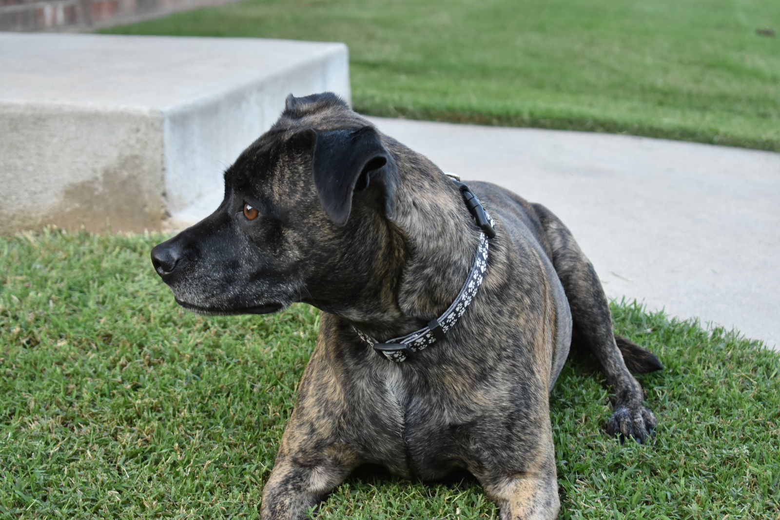 Cowboy, an adoptable Mountain Cur, Beagle in Oklahoma City, OK, 73151 | Photo Image 3