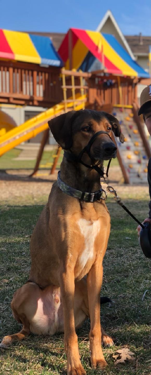 Mac - Update 2, an adoptable Shepherd, Hound in Ann Arbor, MI, 48105 | Photo Image 2