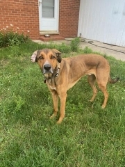 Mac - Update 2, an adoptable Shepherd, Hound in Ann Arbor, MI, 48105 | Photo Image 3