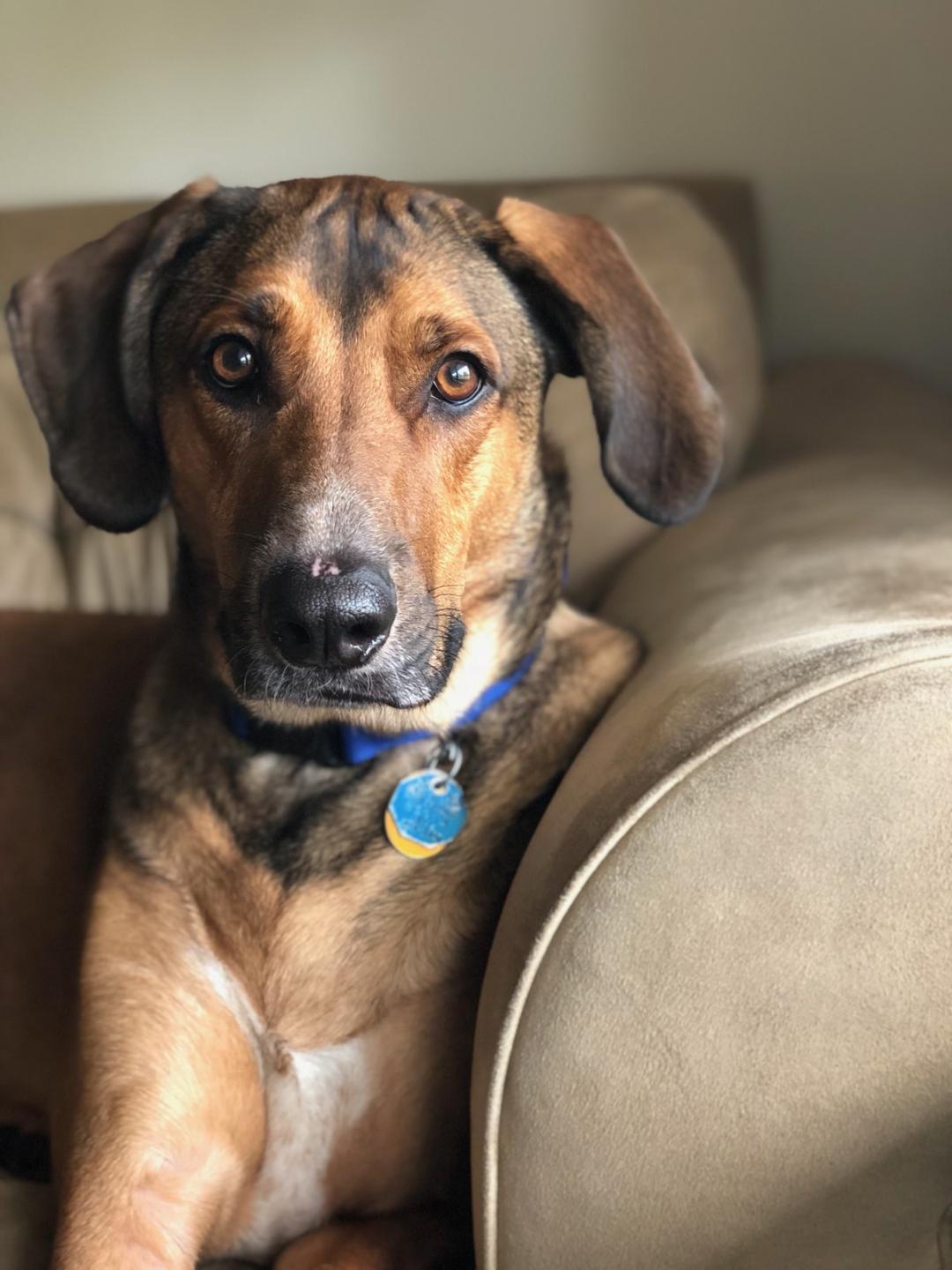 Mac - Update 2, an adoptable Shepherd, Hound in Ann Arbor, MI, 48105 | Photo Image 1