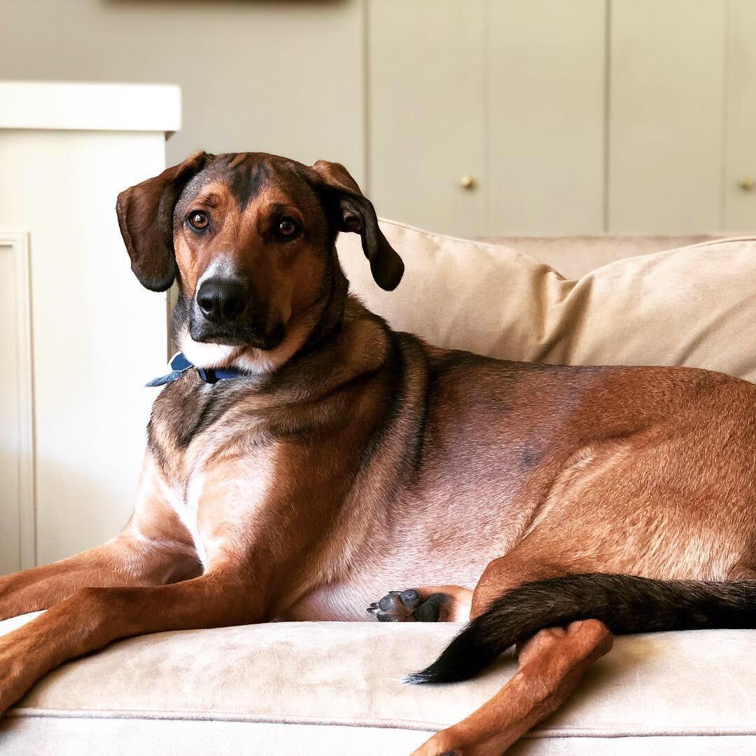 Mac - Update 2, an adoptable Shepherd, Hound in Ann Arbor, MI, 48105 | Photo Image 4