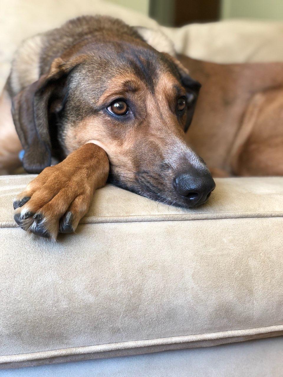 Mac - Update 2, an adoptable Shepherd, Hound in Ann Arbor, MI, 48105 | Photo Image 5