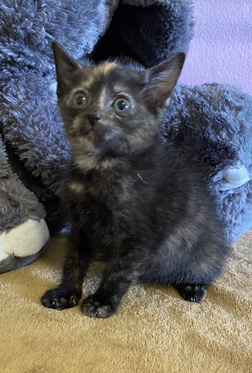 Pixie, an adoptable Domestic Short Hair in Sistersville, WV, 26175 | Photo Image 3