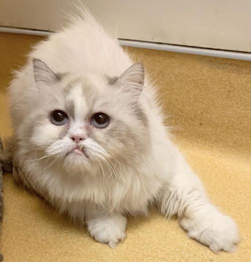 Cat For Adoption Misha A Persian Domestic Long Hair Mix In Hudson Ny Petfinder