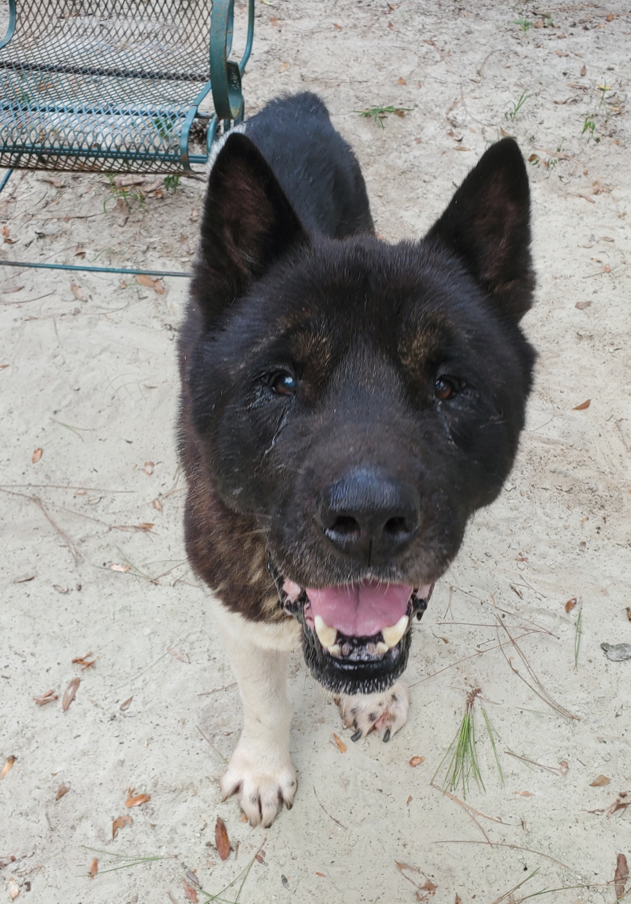 Shinshi , an adoptable Akita in Jacksonville, FL, 32207 | Photo Image 1