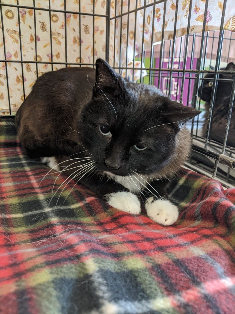 Sinatra, an adoptable Snowshoe in St Paul, MN, 55101 | Photo Image 1