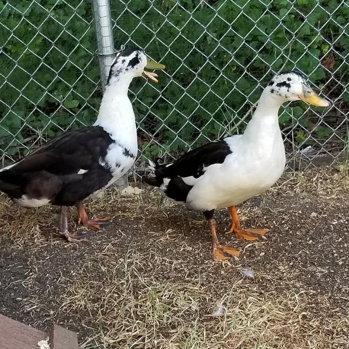 Moby Duck & Duck Norris  1